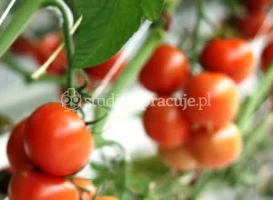 Greenhouse: Harvesting